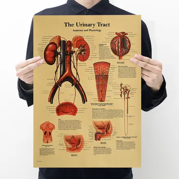 Vintage Affiches De L'Anatomie Du Corps Humain, Système Urinaire Diagrammes Rétro Papier Kraft Poster De Décoration De Peinture, Stickers Muraux